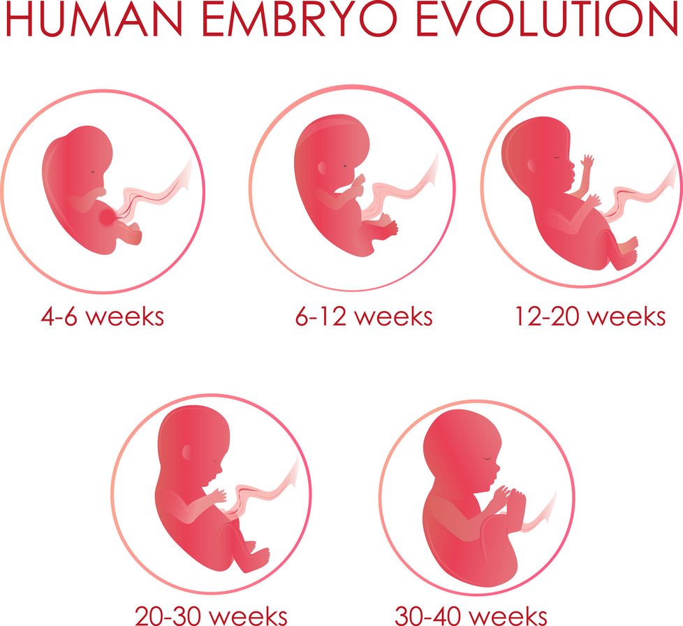 Takhle roste lidské embryo.