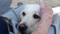 Labrador Sully, asistenční pes zemřelého prezidenta George Bushe staršího, bude teď pomáhat zraněným vojákům.