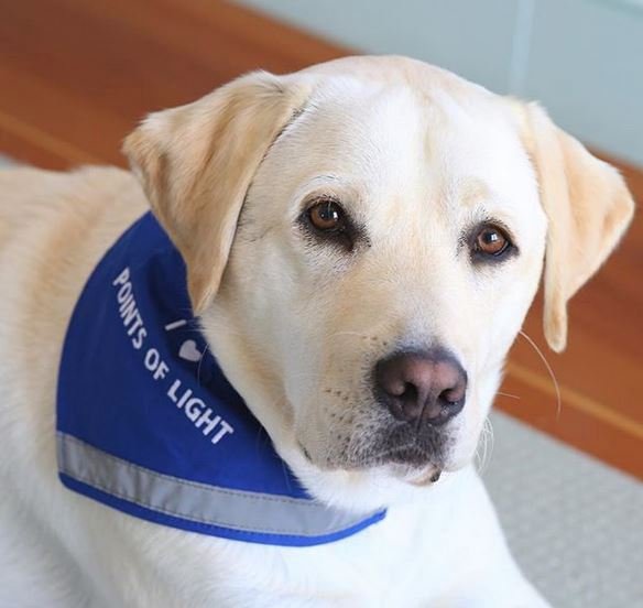 Labrador Sully, asistenční pes zemřelého prezidenta George Bushe staršího, bude teď pomáhat zraněným vojákům.