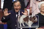 Exprezident Bush starší o svém „tlustém“ psu: Už ho nekrmte, vypadá jako balón.