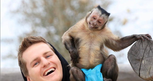 Zemřela slavná opička George: Nepřežila rutinní vyšetření u veterináře, fanoušci pláčou
