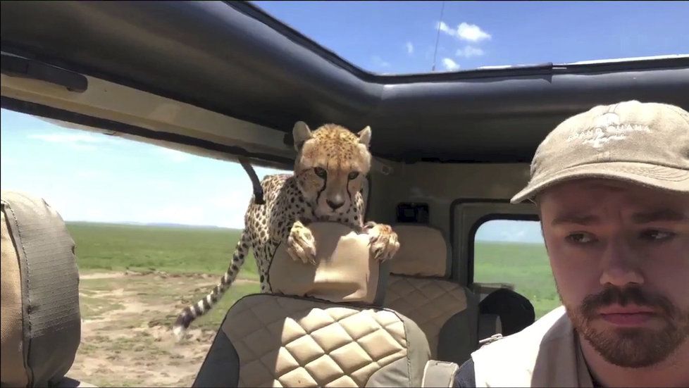 Turisty na safari překvapil gepard. Skočil jim přímo do auta.