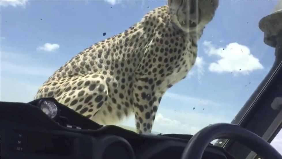 Zatímco jeden gepard si se zájmem prohlížel interiér auta, druhý se uvelebil na kapotě.