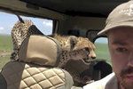 Turisty na safari překvapil gepard. Skočil jim přímo do auta.