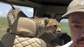 „Nejděsivější moment v životě.“ Gepard turistům na safari skočil do jeepu