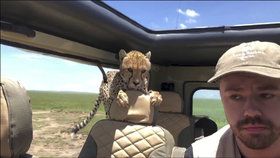 Turisty na safari překvapil gepard. Skočil jim přímo do auta