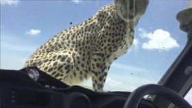 Zatímco jeden gepard si se zájmem prohlížel interiér auta, druhý se uvelebil na kapotě