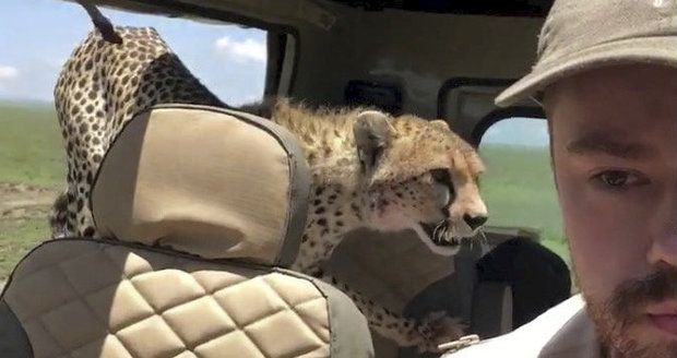 „Nejděsivější moment v životě.“ Gepard turistům na safari skočil do jeepu