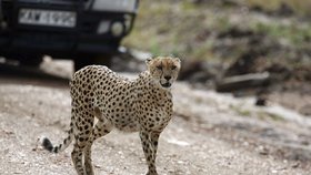 Turistům na safari dělal společnost zvědavý gepard
