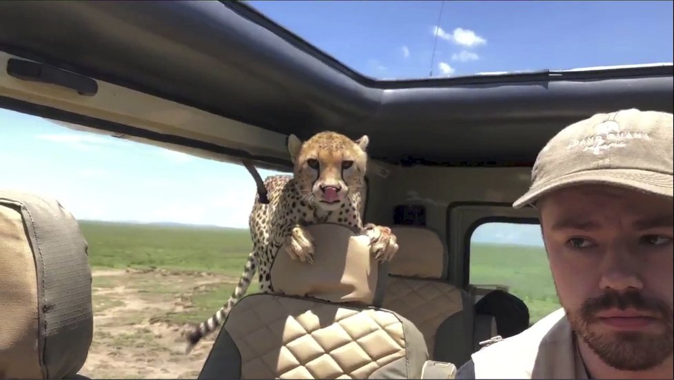 Turisty na safari překvapil gepard. Skočil jim přímo do auta.