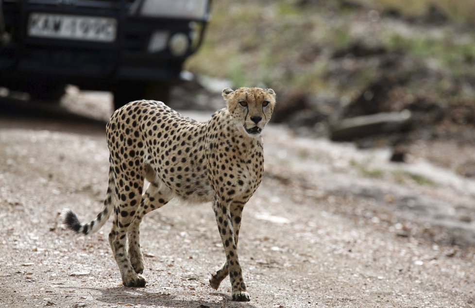 Turistům na safari dělal společnost zvědavý gepard.