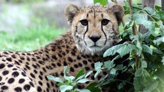 Chcete si pohladit geparda? Ve středočeské ZOO Chleby můžete