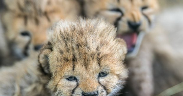 Gepardí paterčata v Zoo Praha: Otevřela oči a brzy vycení řezáky!