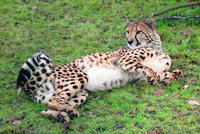 V plzeňské zoo se udusil gepard: Příliš hltal
