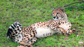 V plzeňské zoo se udusil gepard: Příliš hltal