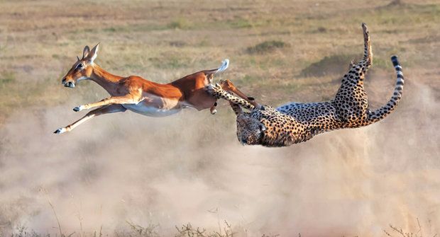 Impala versus gepard: Skok o život