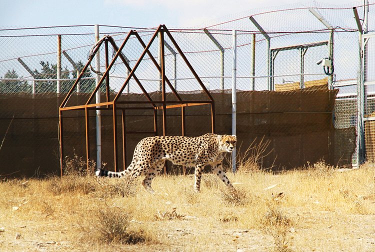 Gepard indický už v Indii nežije