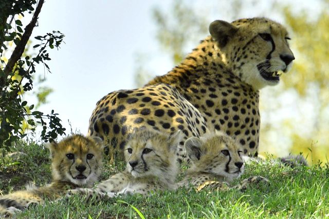 V pražské zoo pojmenovali gepardí paterčata.