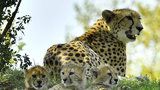 Křtiny v pražské zoo: Gepardí paterčata dostala jména