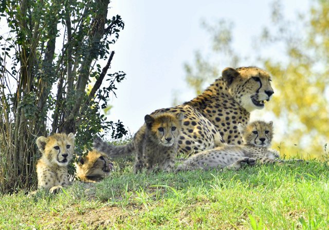 V pražské zoo pojmenovali gepardí paterčata.