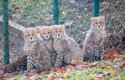 Podívejte se na chundelatá mláďata geparda v Zoo Ústí nad Labem