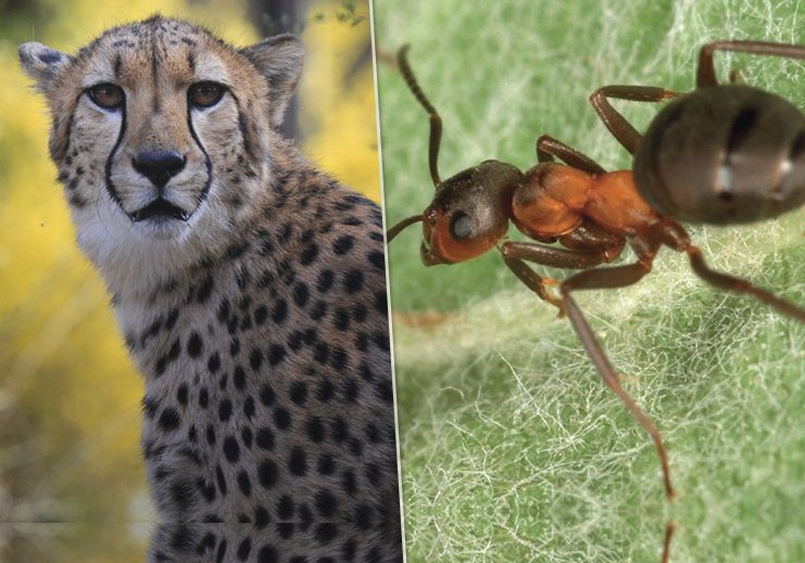 Mravenec podle zjištění vědců předstihl v rychlosti geparda.