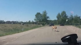 Kandidáti na Darwinovu cenu? Rodina i přes výslovný zákaz opustila během návštěvy safari auto a zaútočili na ni gepardi.