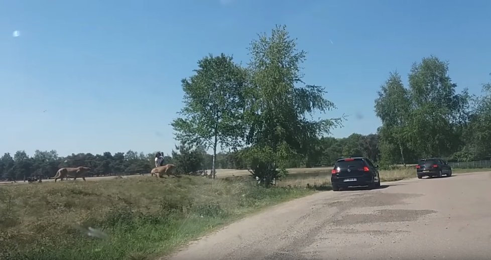 Kandidáti na Darwinovu cenu? Rodina i přes výslovný zákaz opustila během návštěvy safari auto a zaútočili na ni gepardi.