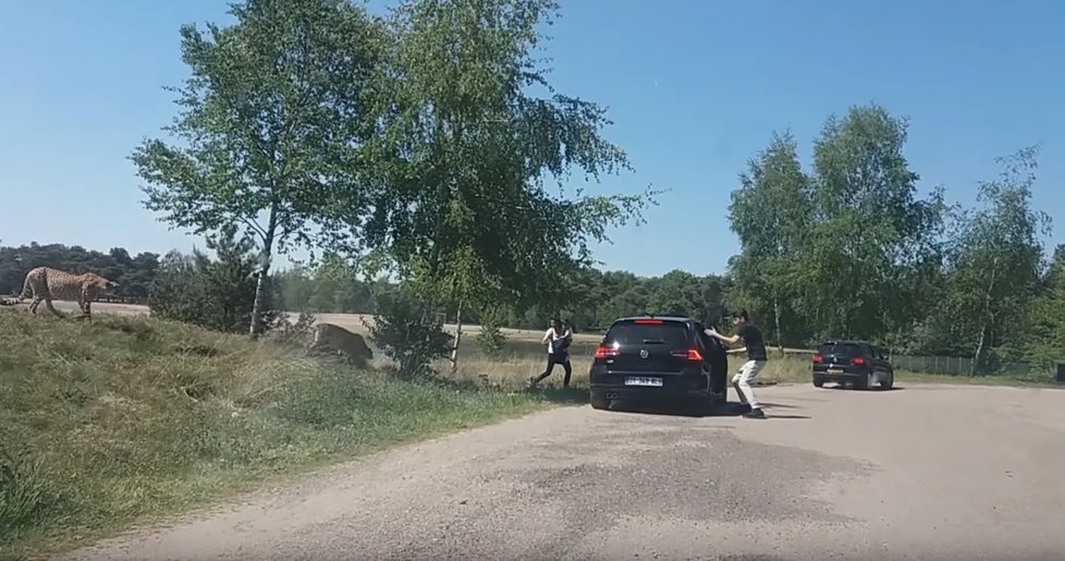 Kandidáti na Darwinovu cenu? Rodina i přes výslovný zákaz opustila během návštěvy safari auto a zaútočili na ni gepardi.