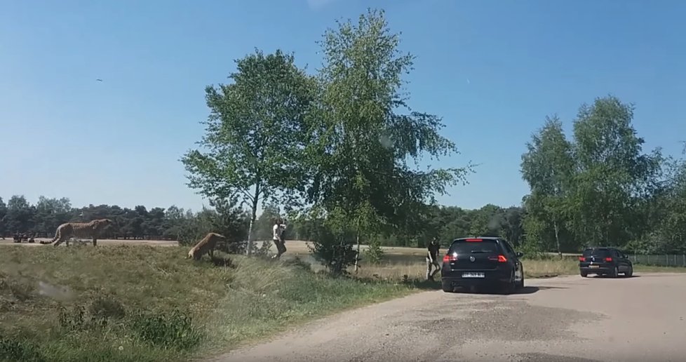 Kandidáti na Darwinovu cenu? Rodina i přes výslovný zákaz opustila během návštěvy safari auto a zaútočili na ni gepardi.