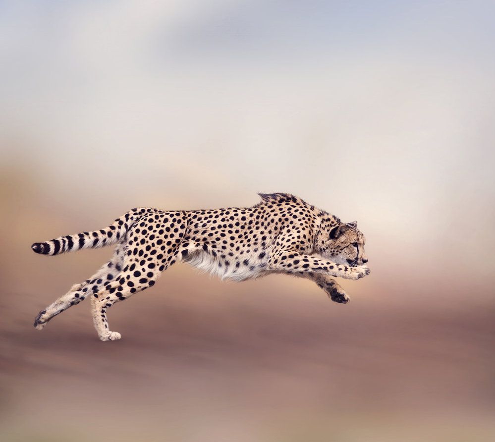 Moderní gepard štíhlý (Acinonyx jubatus) se vyvinul v Africe před necelými 2 miliony lety