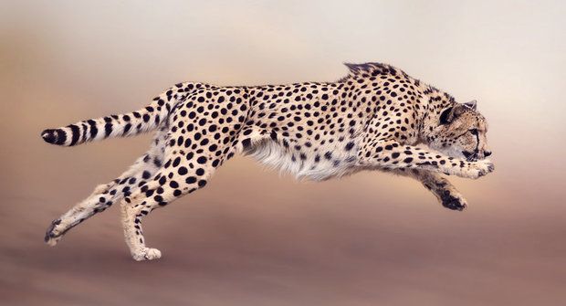 Jako gepard: Nejrychlejší měkký robot světa