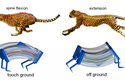 Nový typ měkkého robota inspirovala biomechanika geparda. Na pevném povrchu i na vodě je rychlejší než dřívější generace