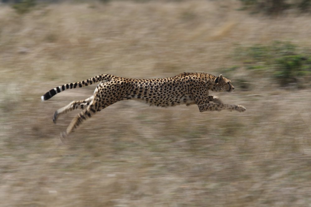 Skok geparda s extrémně nataženou páteří