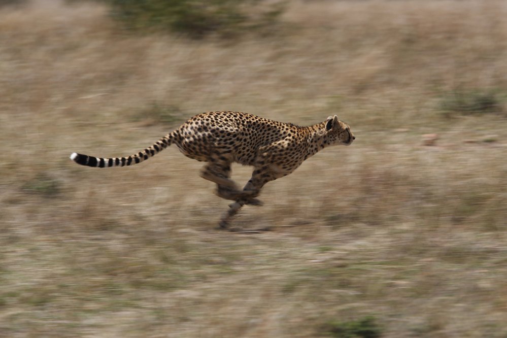 Gepard s vyklenutou páteří