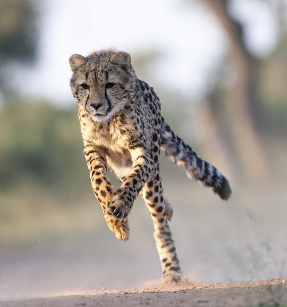 Dlouhé drápy gepardovi slouží jako hřebíky na tretrách
