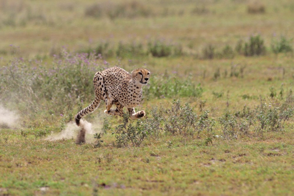 Svou maximální rychlost víc než 100 km/hod udrží gepard jen pár desítek sekund