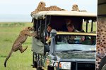 Tohle byste asi na safari zažít nechtěli. Gepard se rozhodl podívat na jednoho z turistů zblízka.