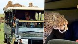 Tohle byste zažít nechtěli: Gepard na safari přistoupil k šokovanému turistovi!