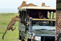 Tohle byste zažít nechtěli: Gepard na safari přistoupil k šokovanému turistovi!