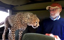 »Ahoj, svačinko!« Gepard si na safari přistoupil k turistovi a…