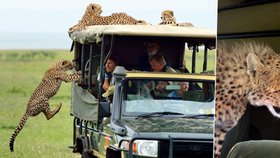 Tohle byste asi na safari zažít nechtěli. Gepard se rozhodl podívat na jednoho z turistů zblízka.