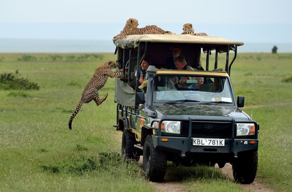 Stačil jediný ladný skok a gepard stál vedle překvapeného turisty.