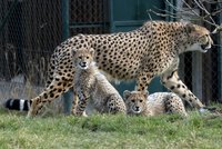 Gepardi jsou na vyhynutí. Zbývá jich 7100 a dál je zabíjejí