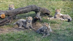 Malé gepardí samičky, které se narodily 21. listopadu 2014 tříleté samici Savannah.