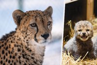 Ústecká zoo smutní: Ztratila obě mláďátka geparda