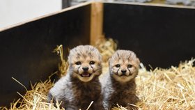 Ústecká zoo přišla o obě mláďata geparda štíhlého, kvůli nemoci byla utracena.