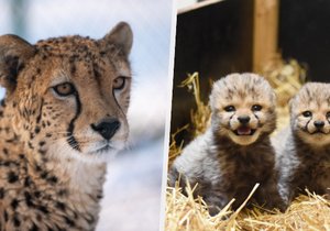 Ústecká zoo přišla i o druhé mládě geparda.