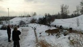 Drama v zoo: Gepard přeskočil plot kvůli psovi!