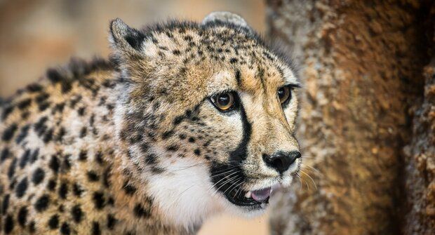 Dvě nové šelmy: Jak mladí gepardi posílí chov ve dvorském safari